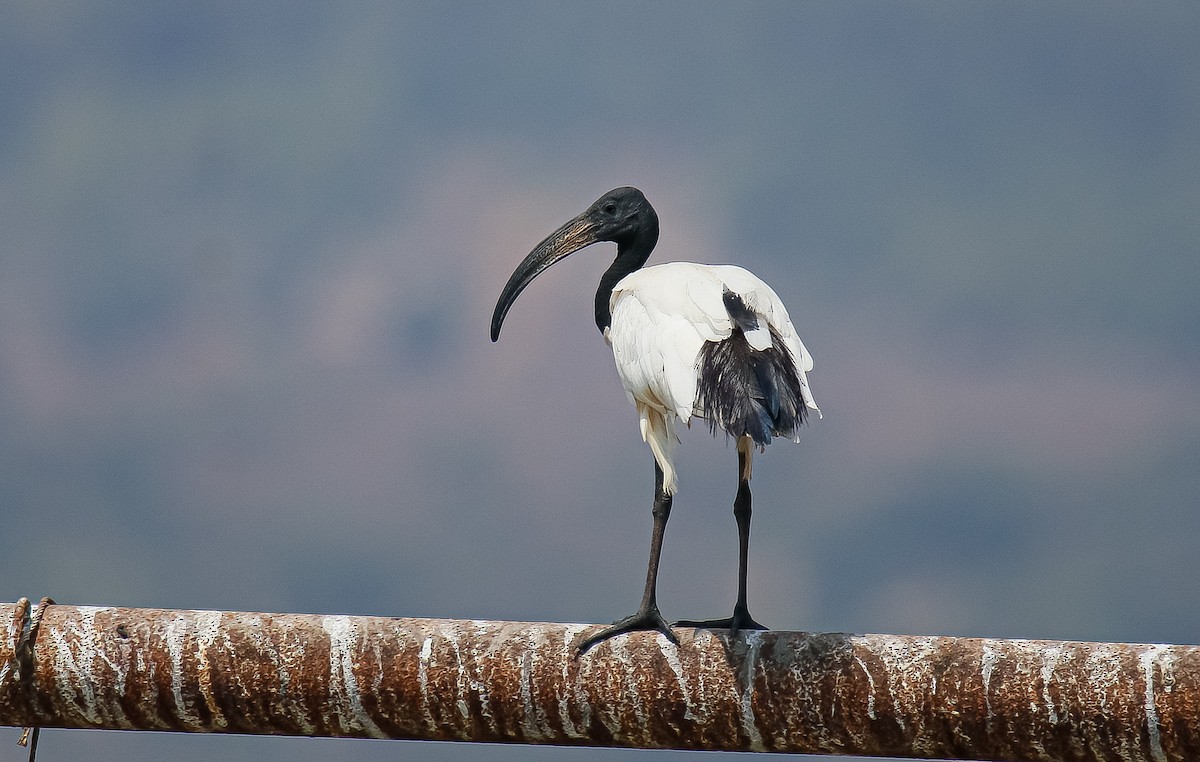 African Sacred Ibis - ML476476881