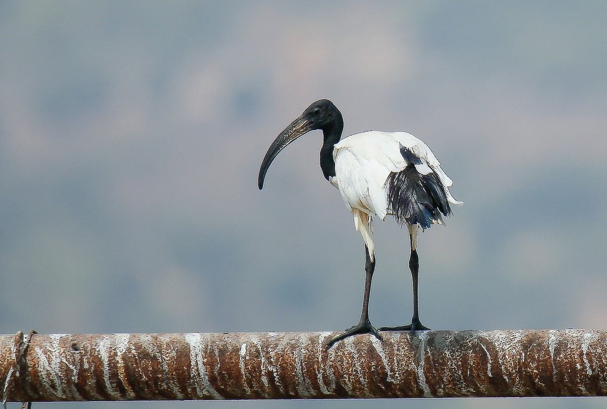 African Sacred Ibis - ML476476921