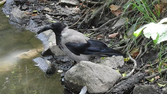 Hooded Crow - ML476477381