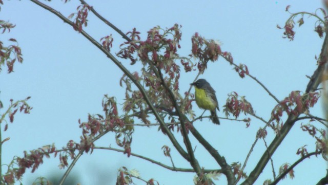 Kirtland's Warbler - ML476478