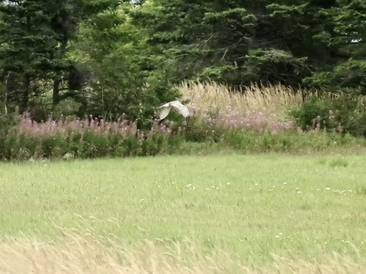 Northern Harrier - Alison Mews