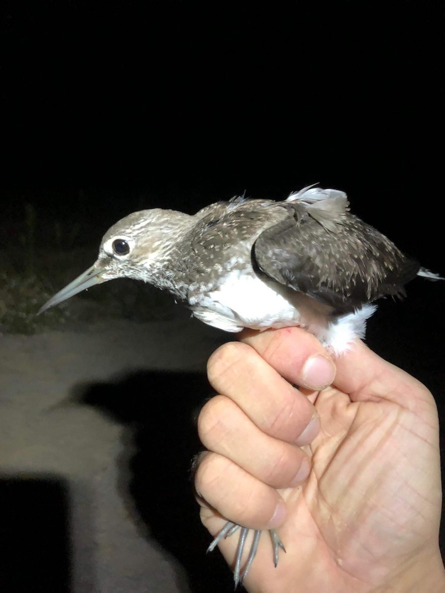 Green Sandpiper - ML476478871