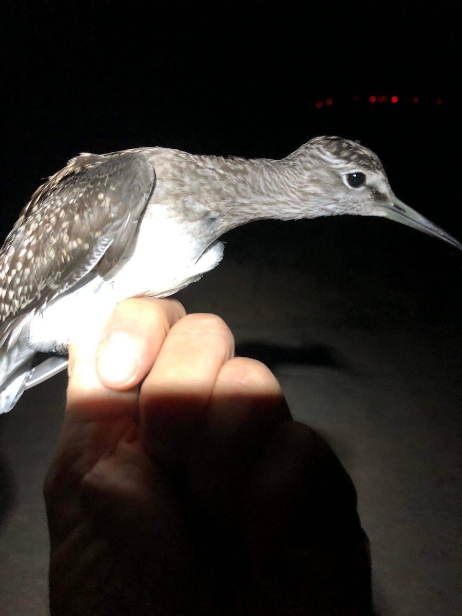 Wood Sandpiper - ML476478891