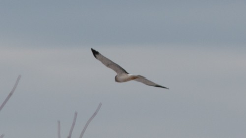 Northern Harrier - Joel Strong