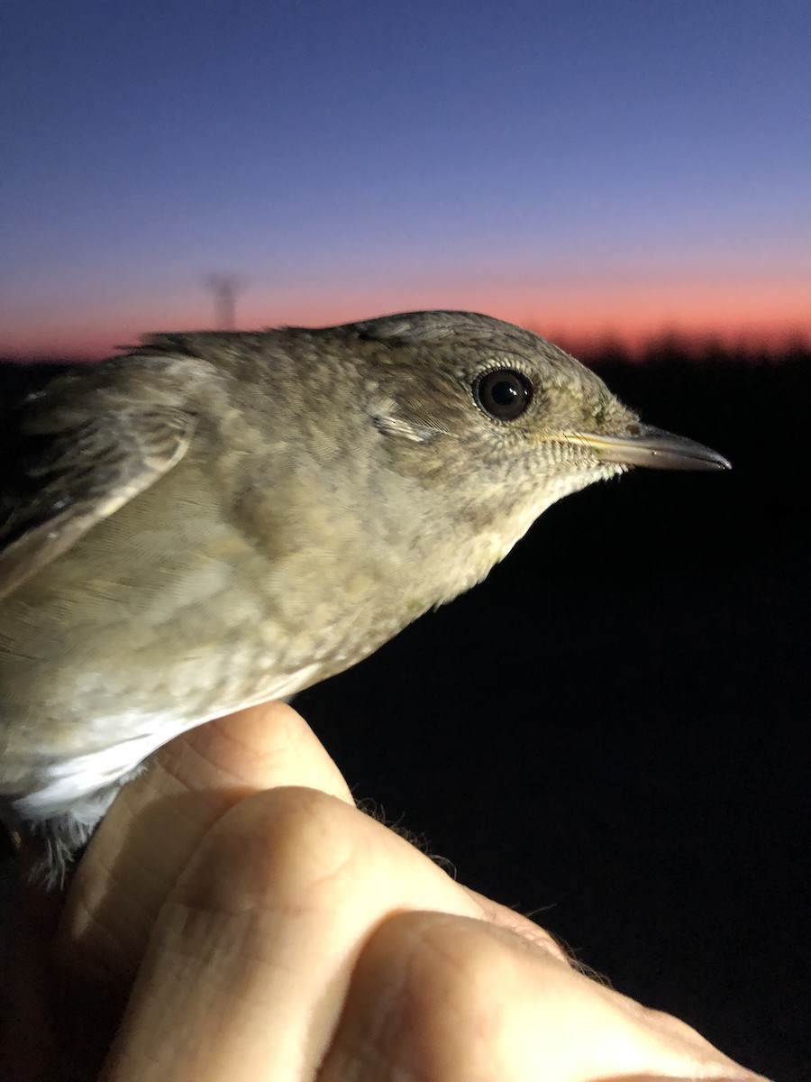 Thrush Nightingale - ML476479161