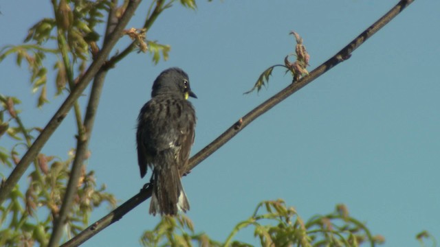 Kirtland's Warbler - ML476483