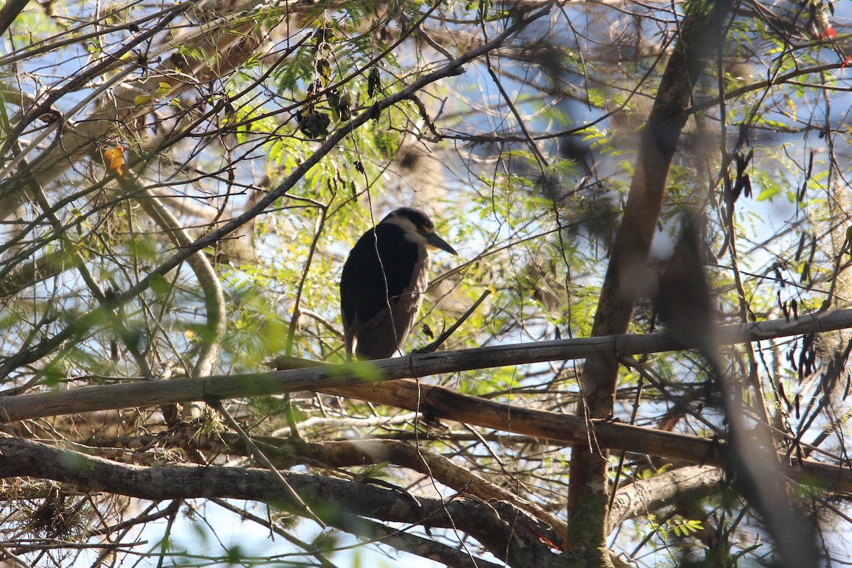 Black-crowned Night Heron - ML476483191