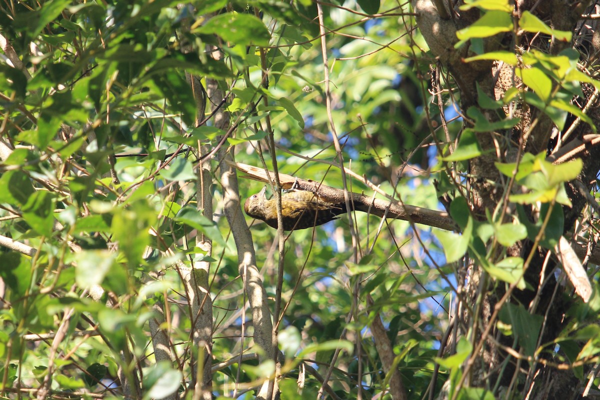 White-spotted Woodpecker - ML476483331