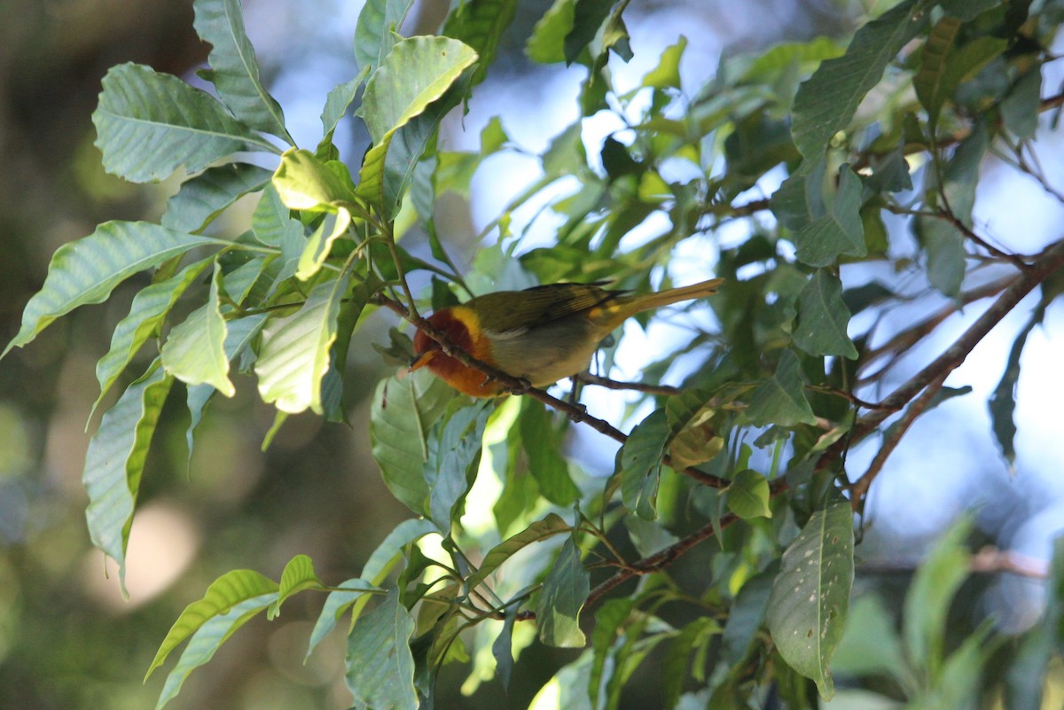 Rufous-headed Tanager - ML476483591