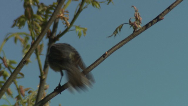 Kirtland's Warbler - ML476484