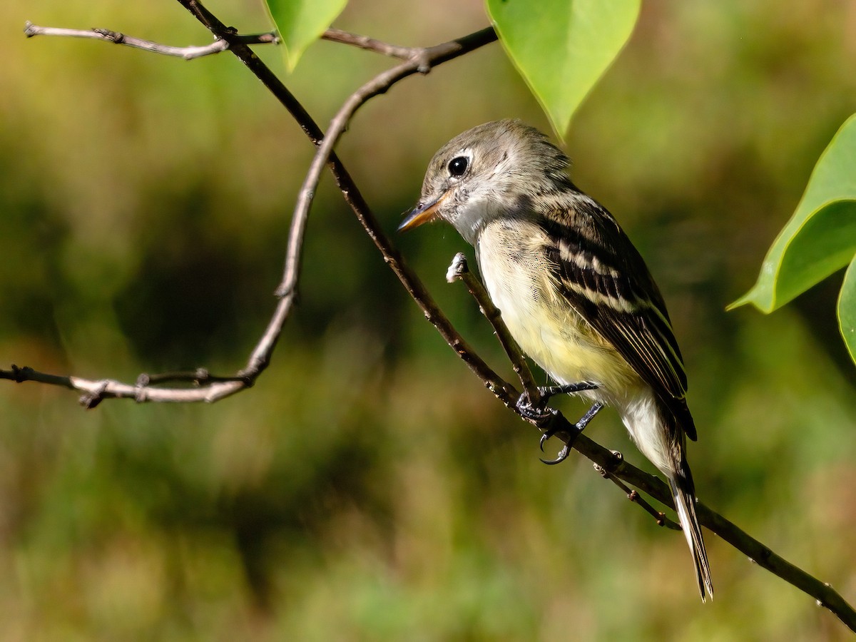 Least Flycatcher - Jennifer Esten