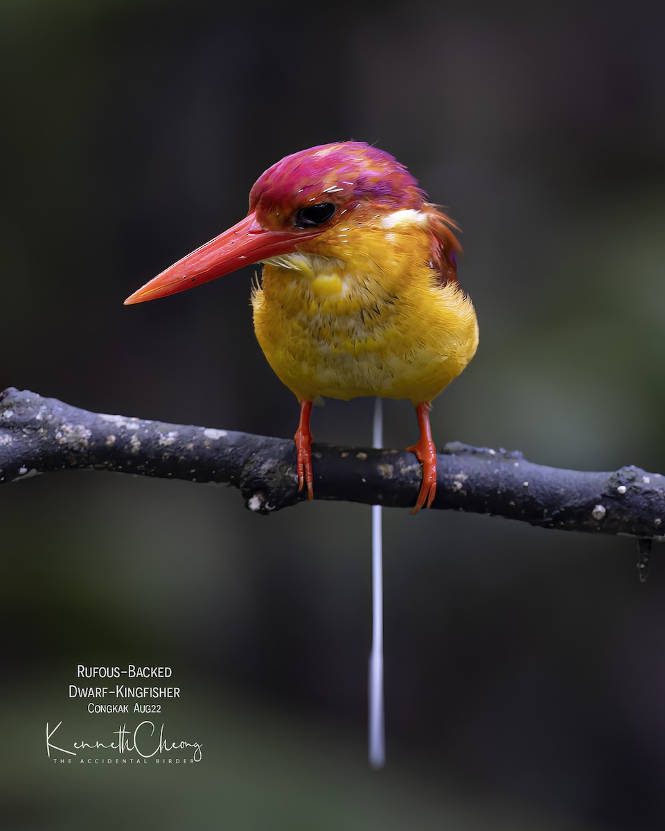 Rufous-backed Dwarf-Kingfisher - Kenneth Cheong