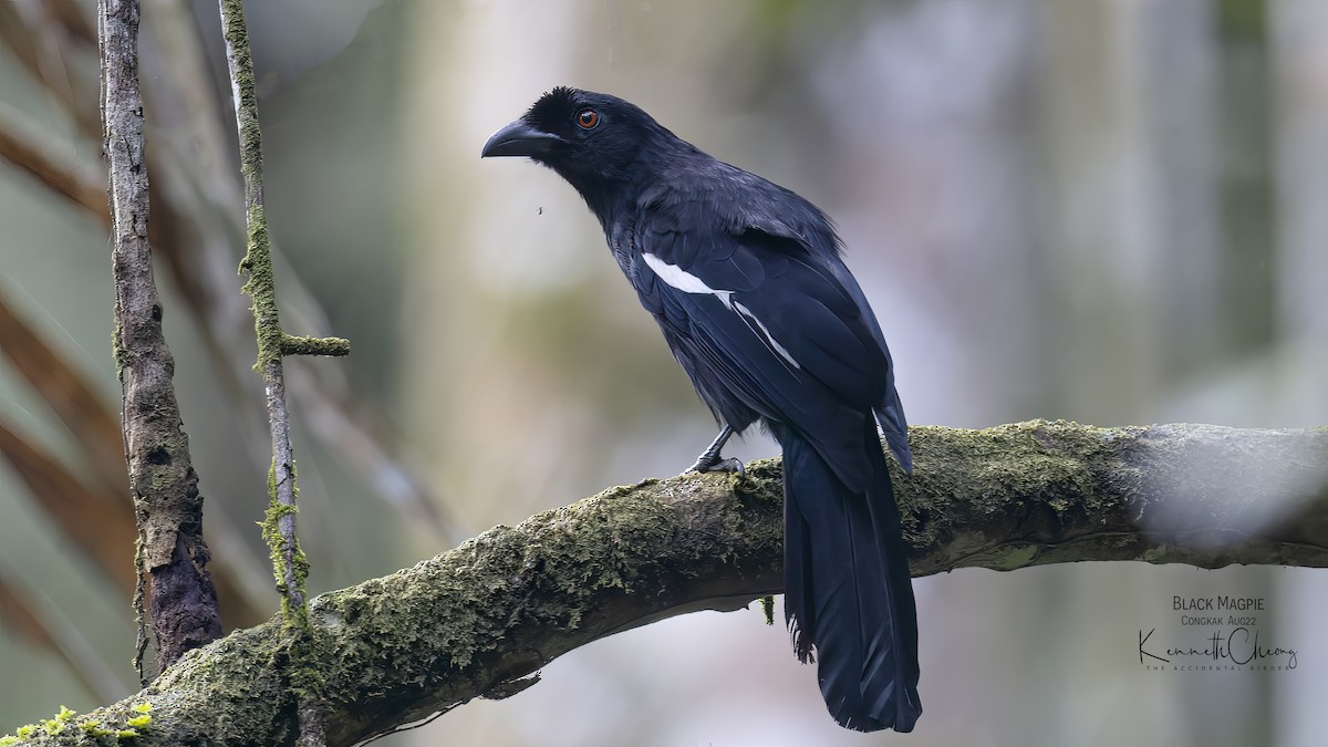 Malayan Black Magpie - Kenneth Cheong