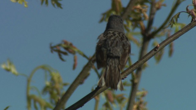 Kirtland's Warbler - ML476485