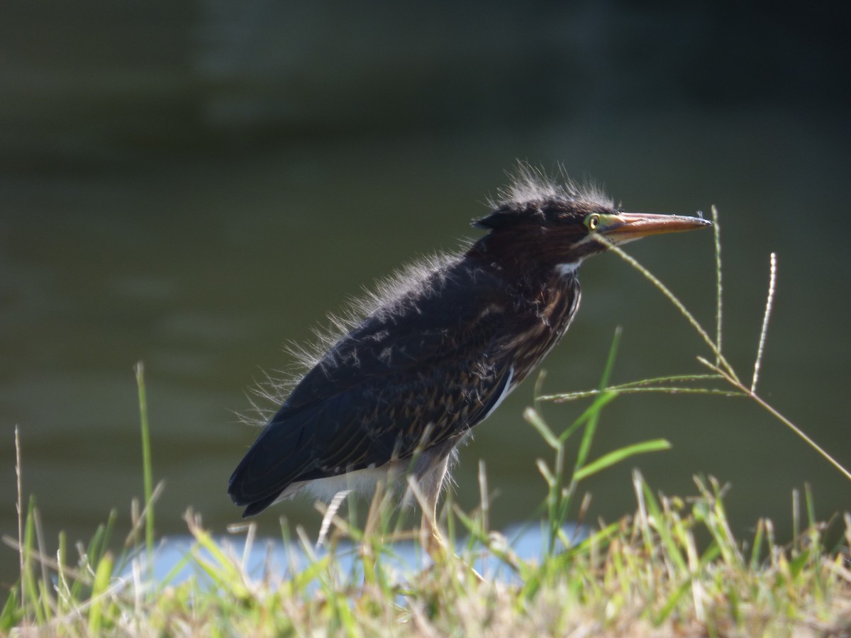 Green Heron - ML476485031