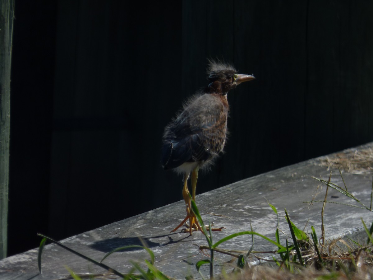 Green Heron - ML476485081