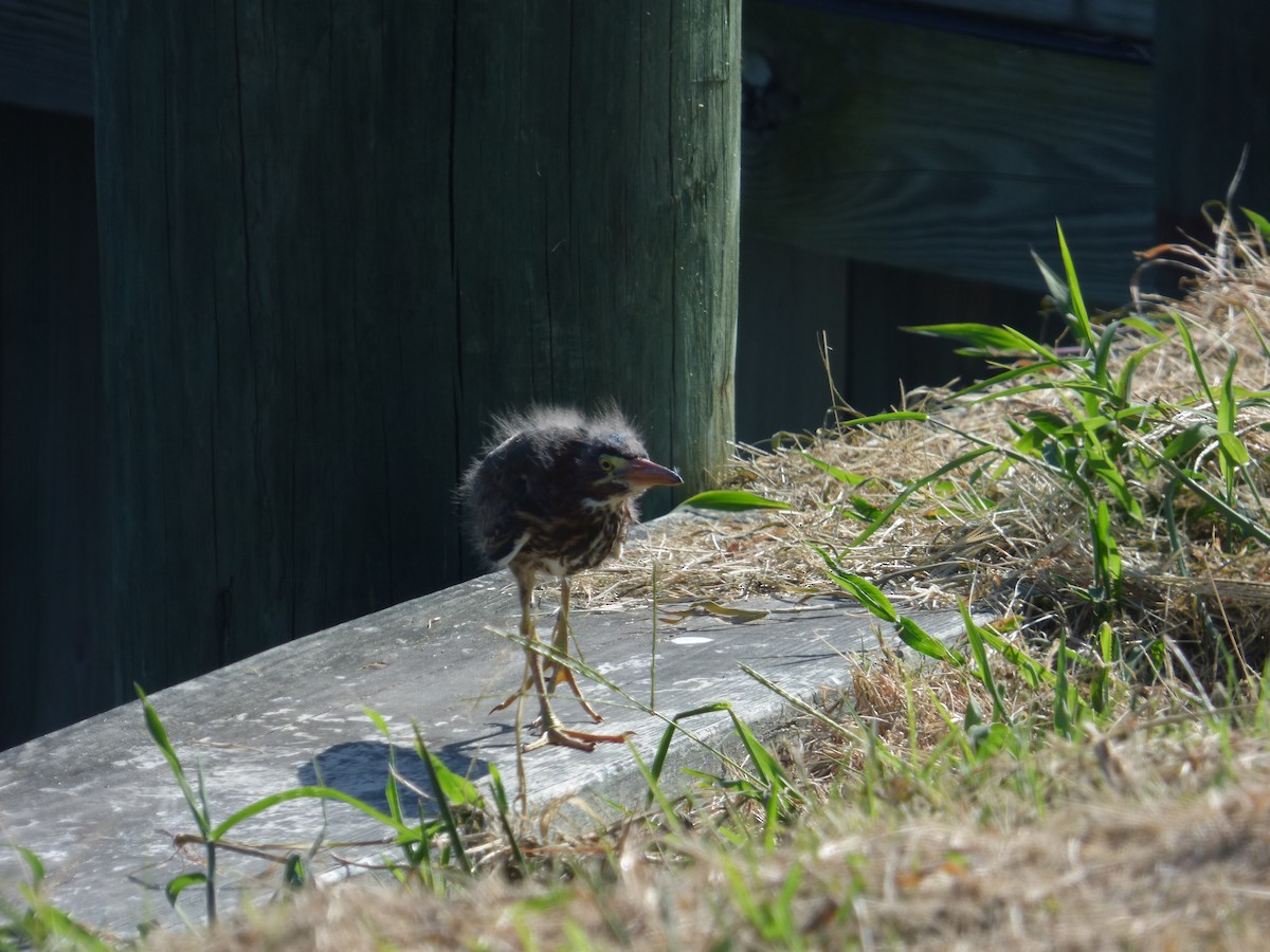 Green Heron - ML476485201