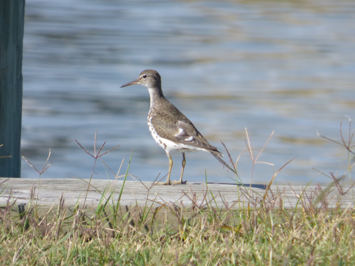 Spotted Sandpiper - ML476485361