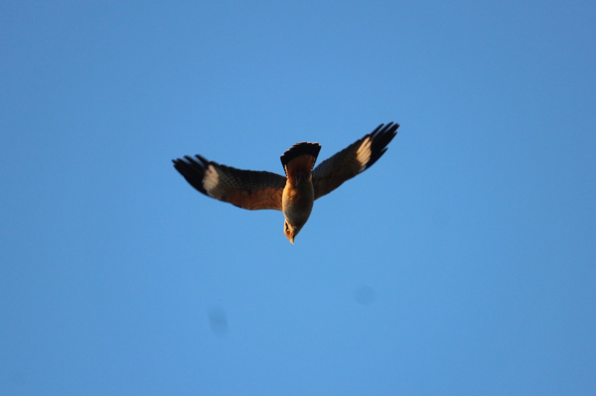 Yellow-headed Caracara - ML476485401