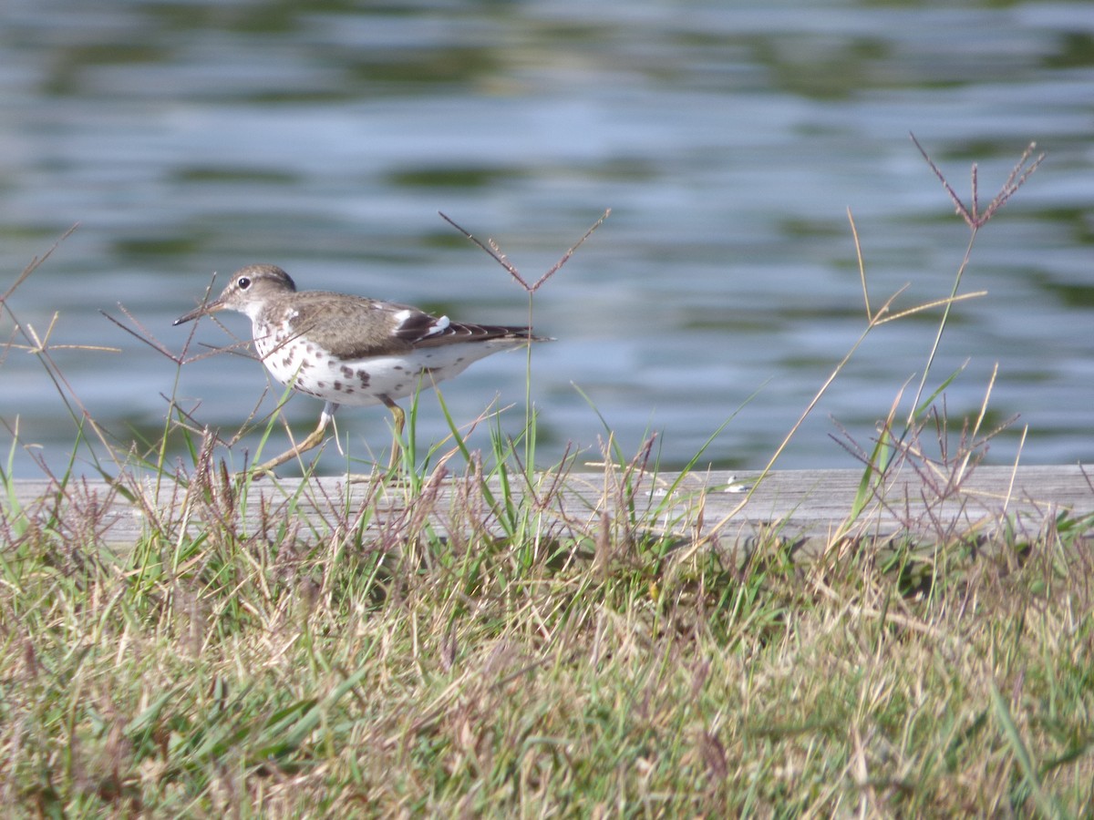 Spotted Sandpiper - ML476485481