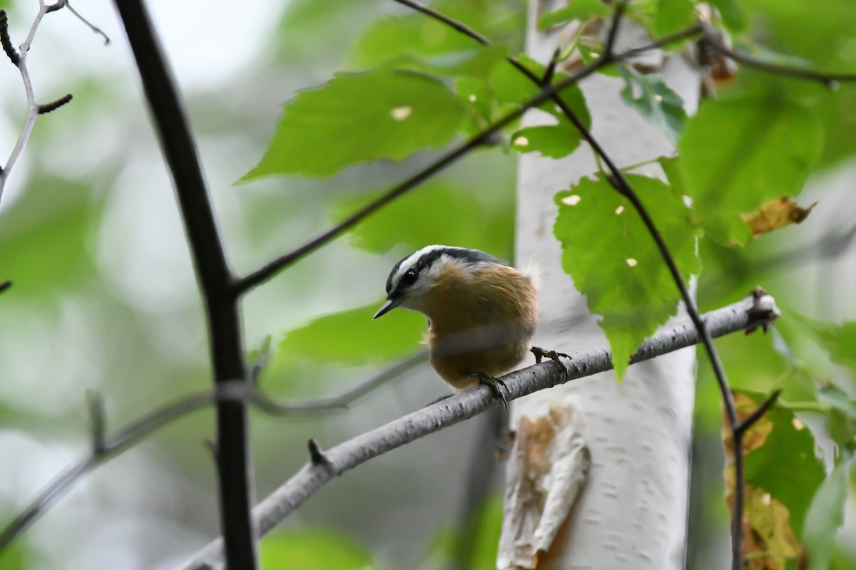 Red-breasted Nuthatch - ML476486461