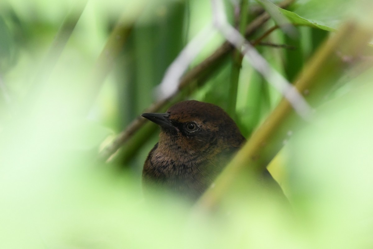 Rusty Blackbird - ML476486471