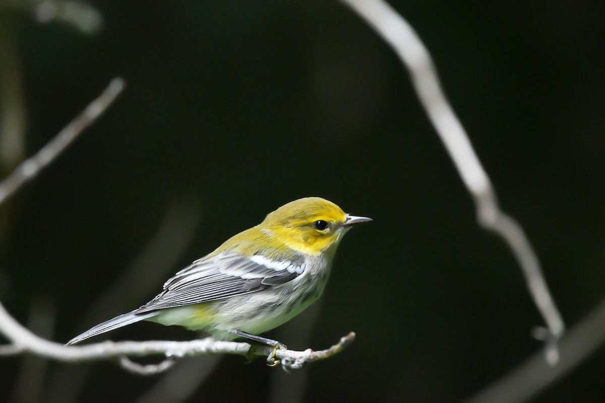 Black-throated Green Warbler - ML476486491