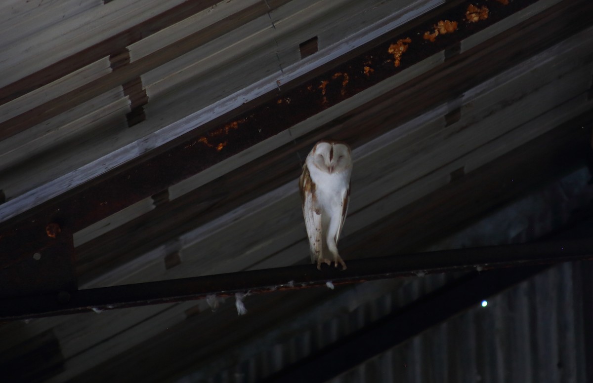 Barn Owl - ML476486921