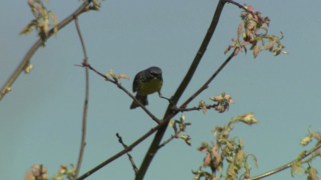 Kirtland's Warbler - ML476487