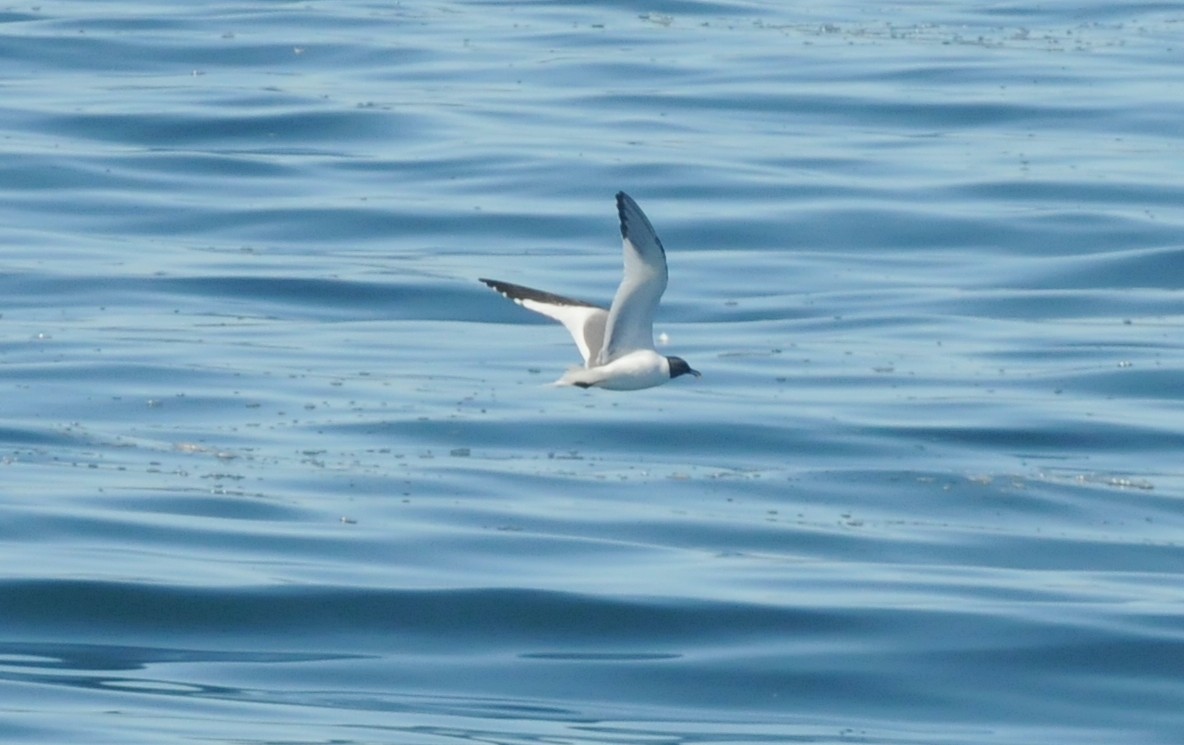 Sabine's Gull - ML476487421