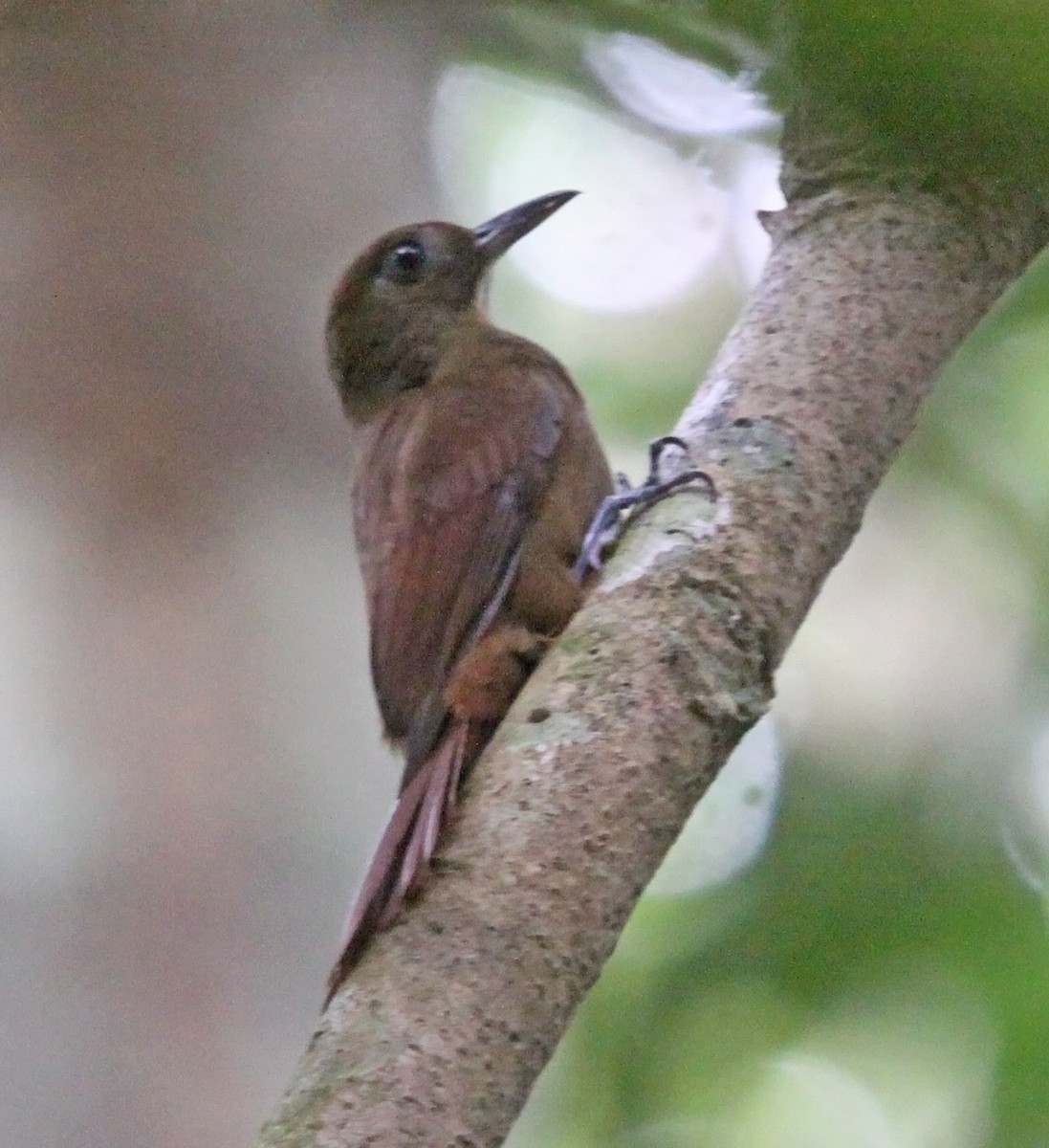 White-chinned Woodcreeper - ML476487551