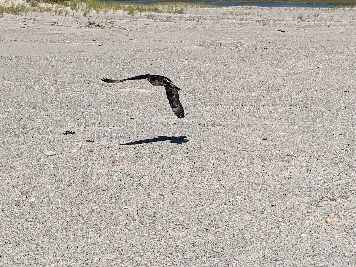 Parasitic Jaeger - ML476489161