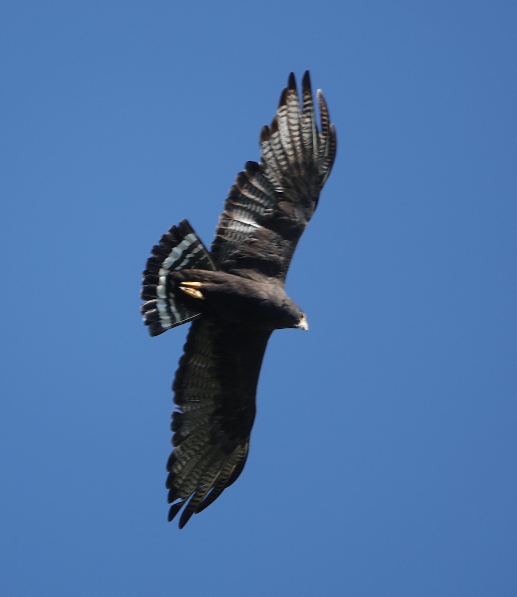 Zone-tailed Hawk - David McDonald