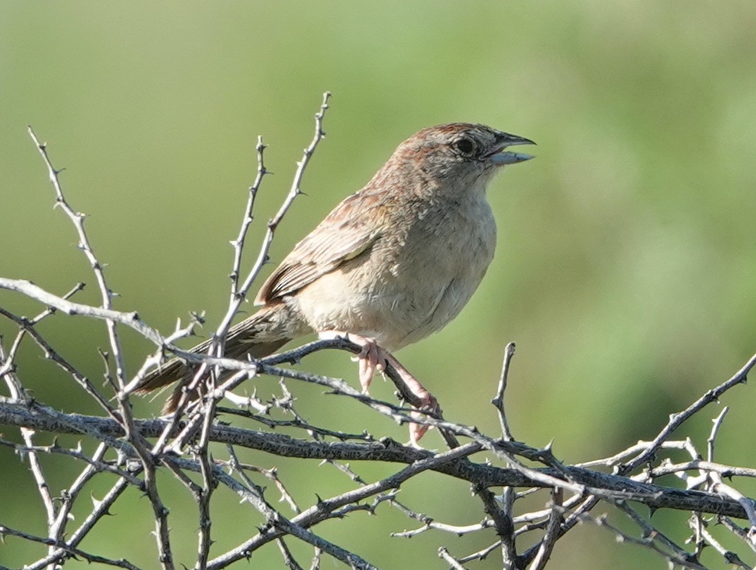 Botteri's Sparrow - David McDonald