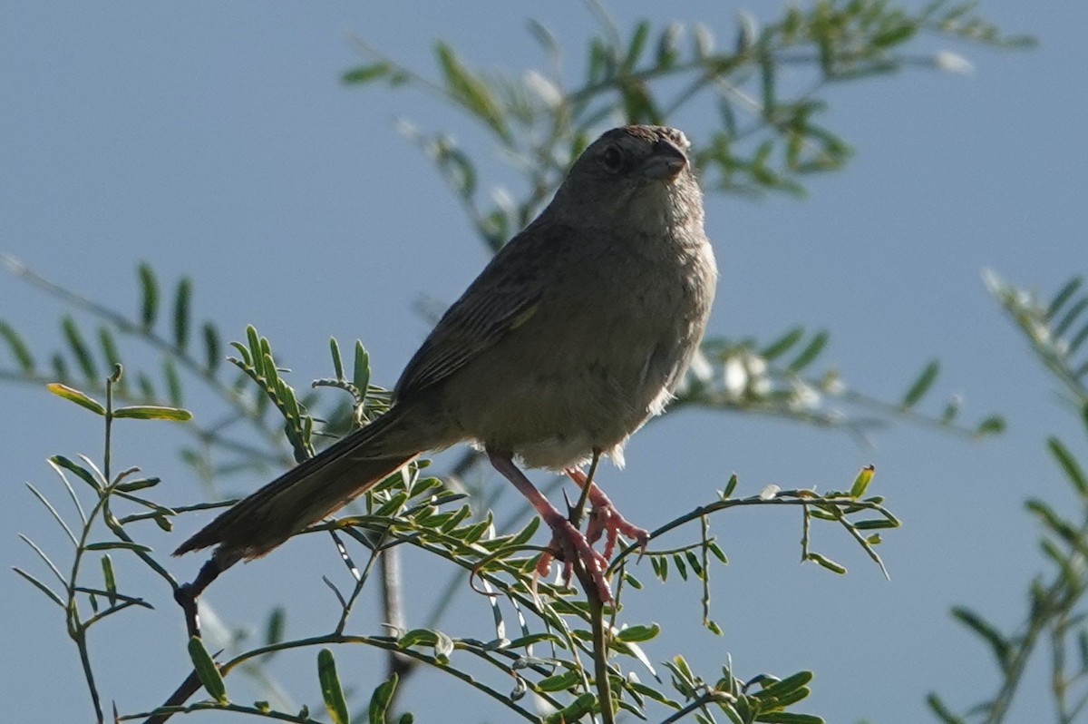 Botteri's Sparrow - ML476491051