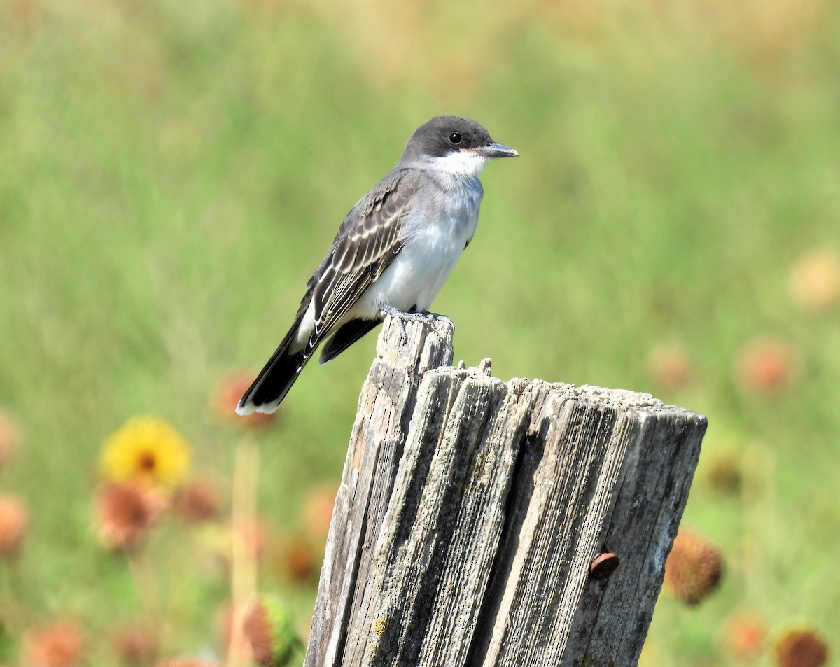 Eastern Kingbird - ML476492511