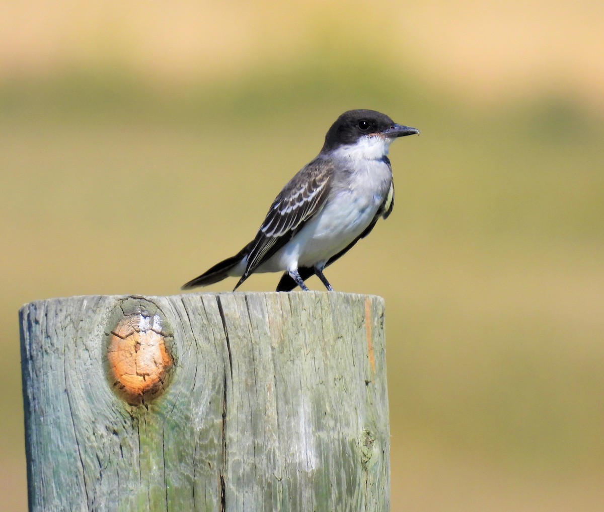 Eastern Kingbird - ML476492571