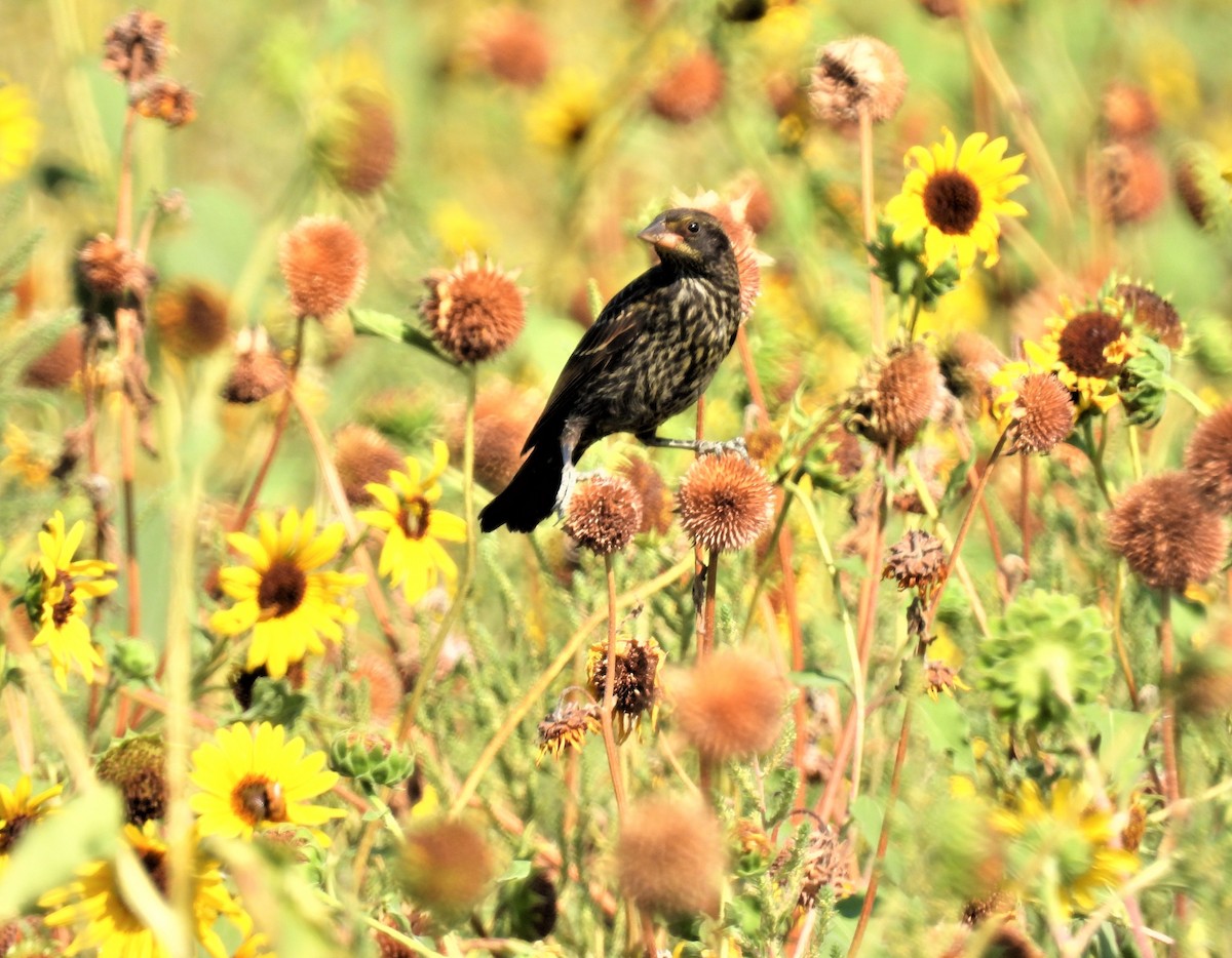 Red-winged Blackbird - ML476492681