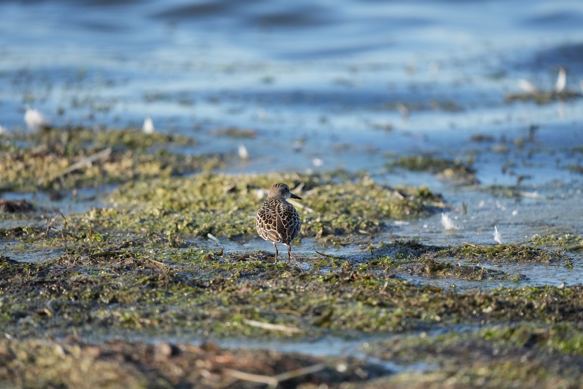 Semipalmated Sandpiper - ML476493761