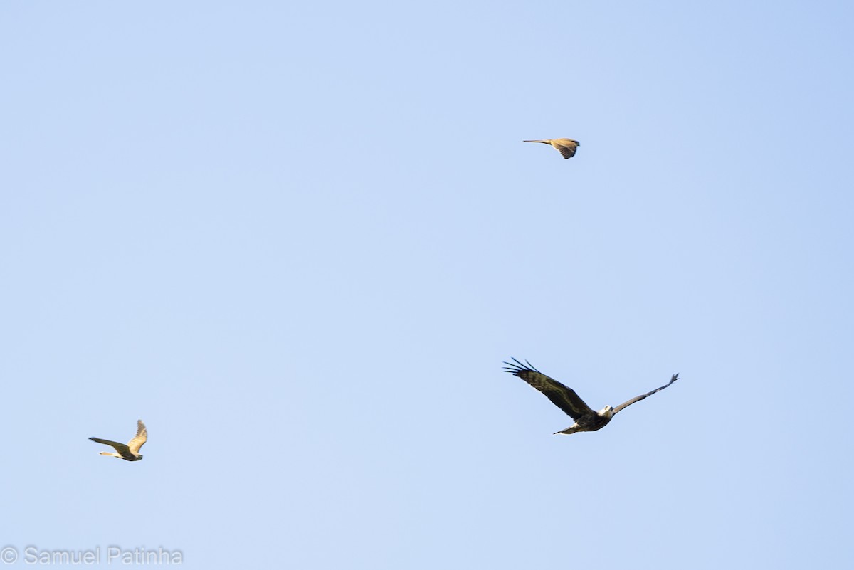 European Honey-buzzard - ML476493821