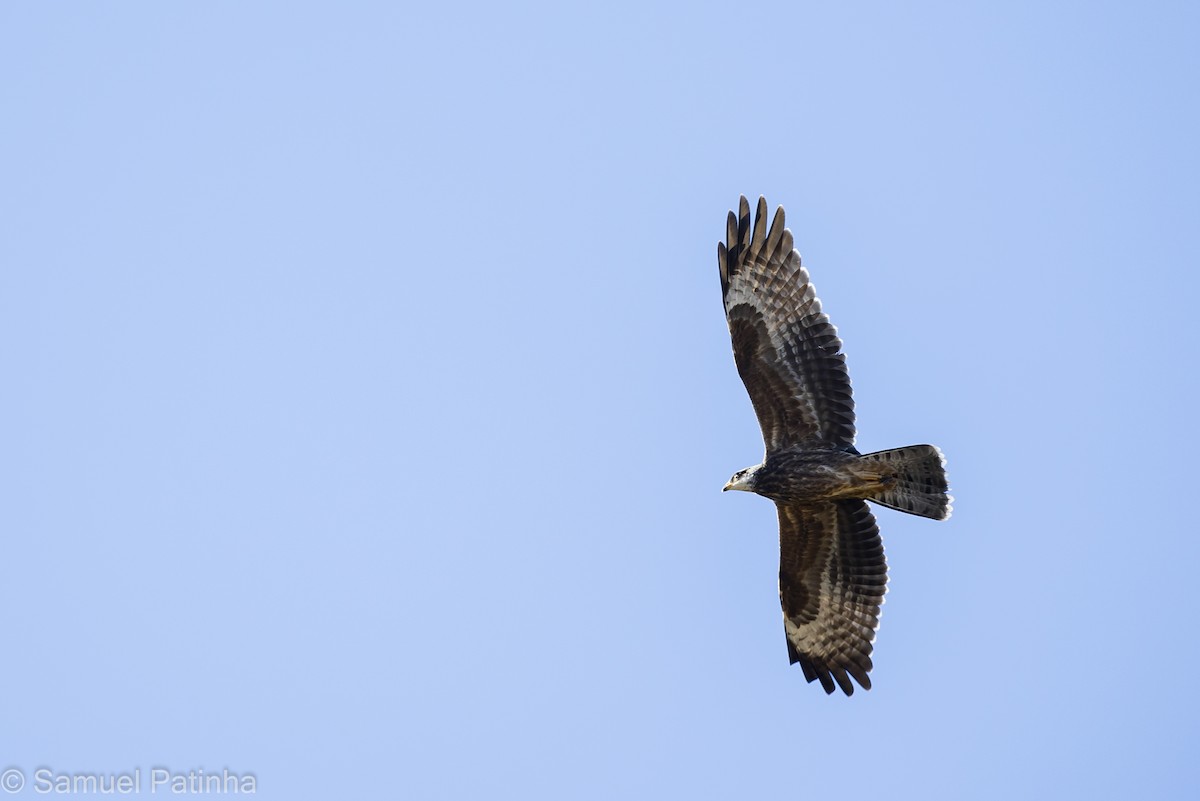 European Honey-buzzard - ML476493831