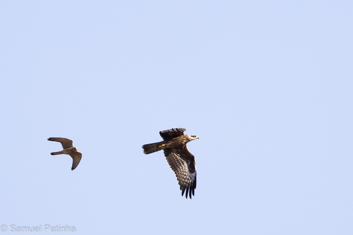 European Honey-buzzard - ML476493861