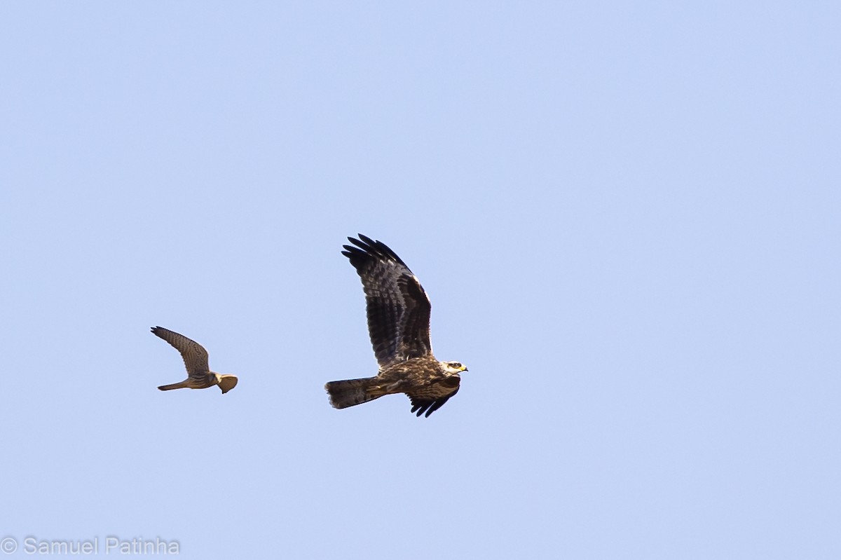 European Honey-buzzard - ML476493881