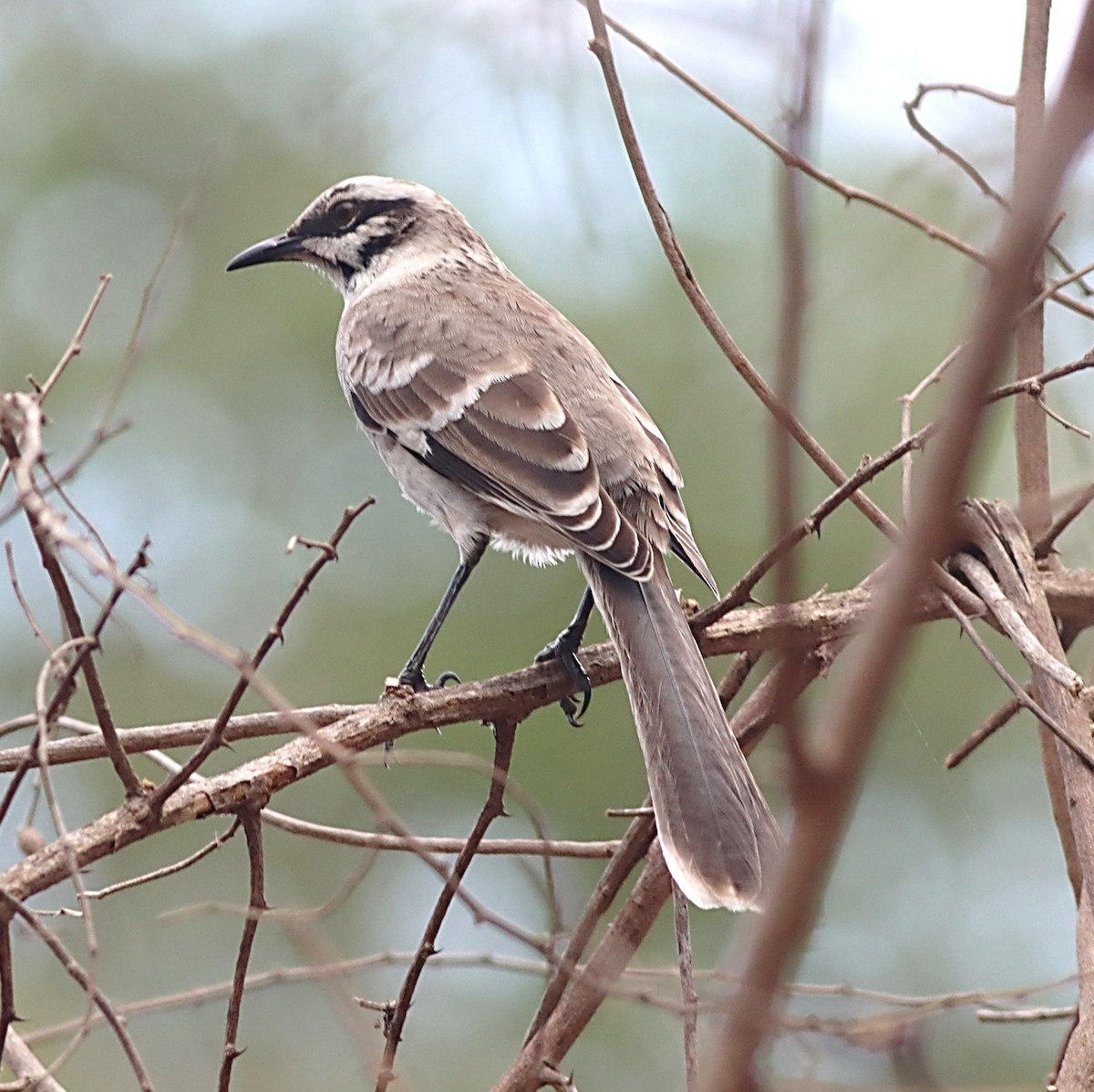 Long-tailed Mockingbird - Michael Mosebo Jensen