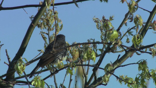 Kirtland's Warbler - ML476496