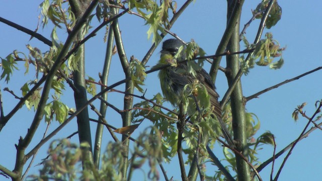 Kirtland's Warbler - ML476497