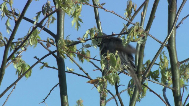 Kirtland's Warbler - ML476498