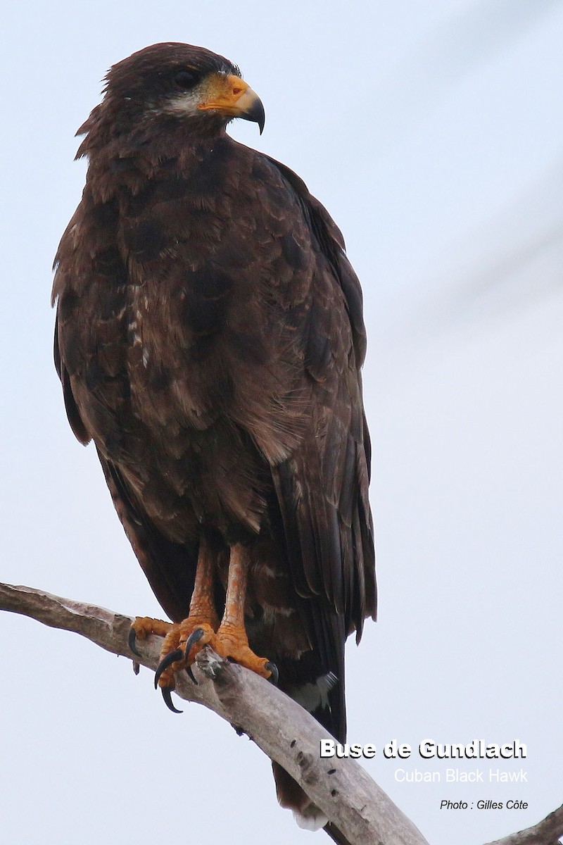 Cuban Black Hawk - ML476498081