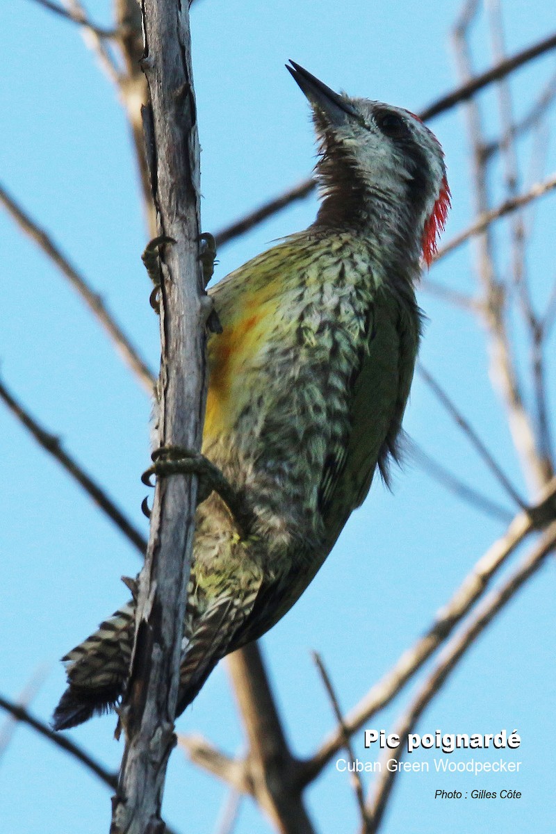Cuban Green Woodpecker - ML476498181