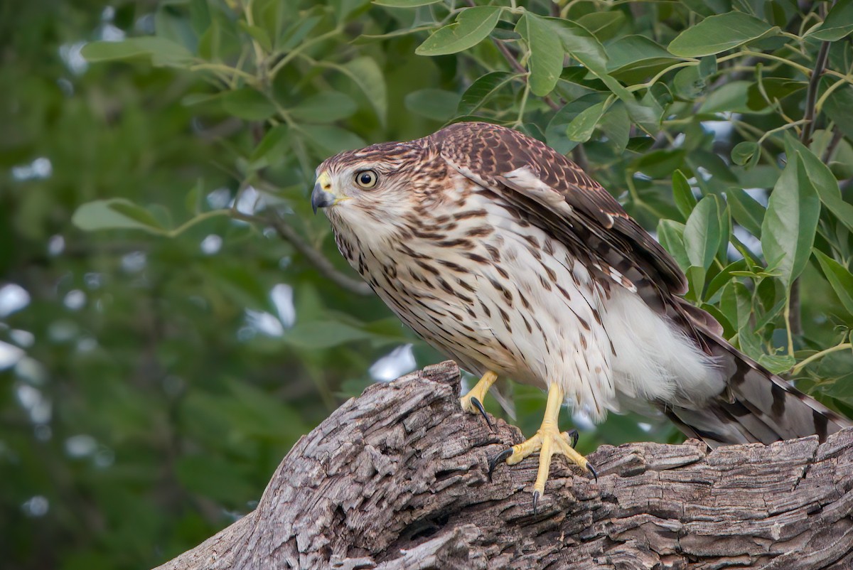 Cooper's Hawk - ML476498191